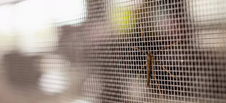 Repair Mosquito Mesh For Windows in Fountainebleau, FL